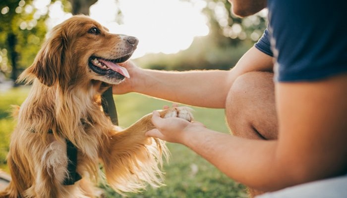 Covid-19 virus can tranfer from pet dogs, cats to human owners