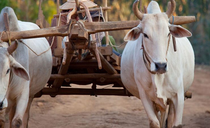 Exploring the Thailand Royal Ploughing Ceremony