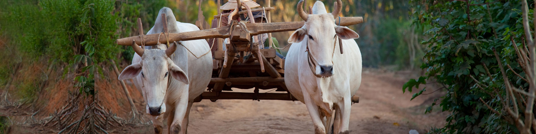Exploring the Thailand Royal Ploughing Ceremony