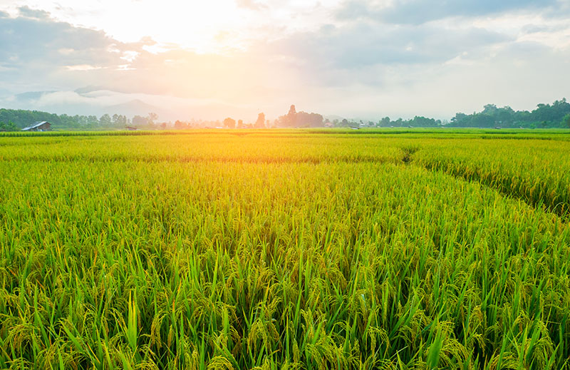 Verdant rice field