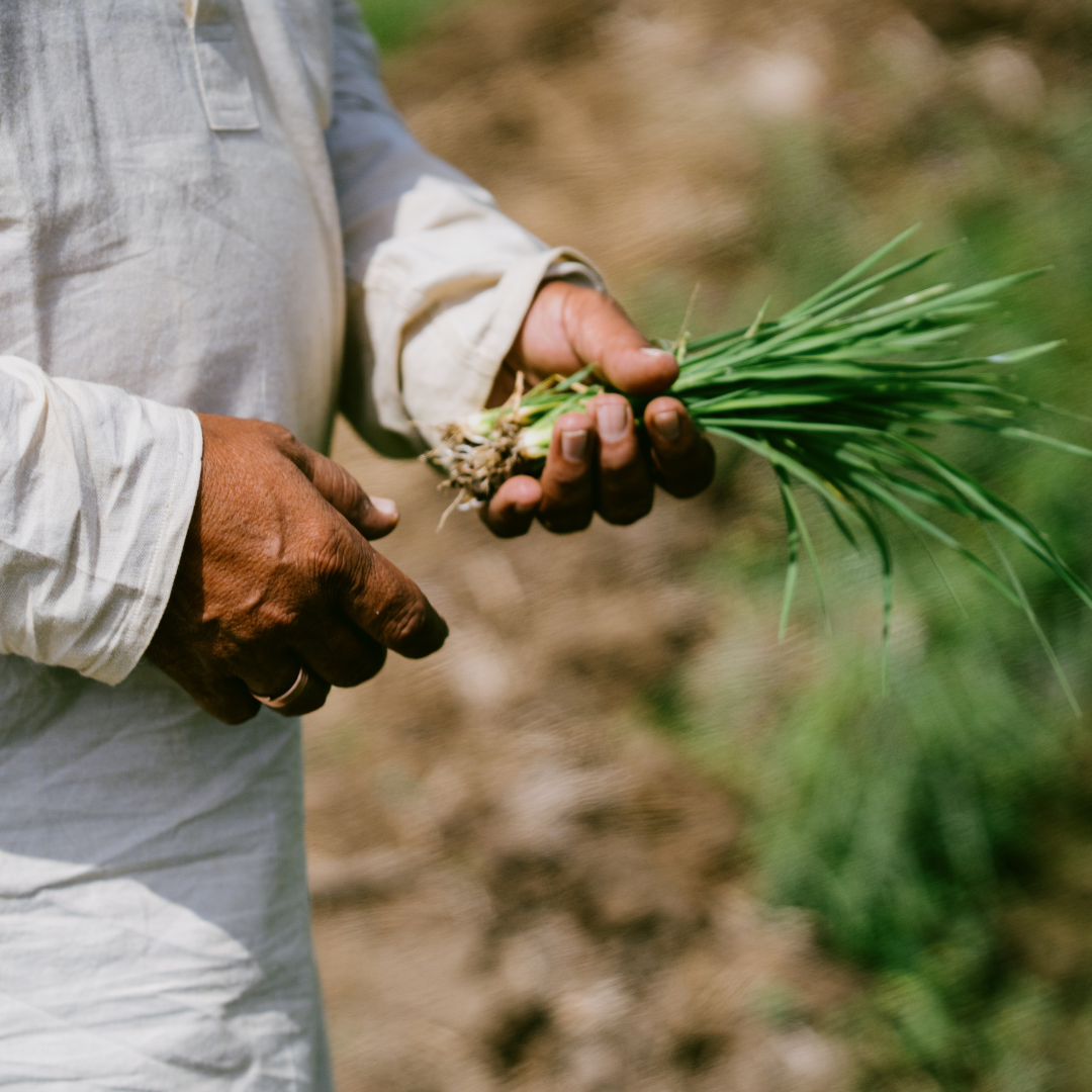India Agriculture Updates